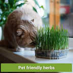 Sow Right Seeds - Catnip and Cat Grass Seed Collection for Planting Indoors or Outdoors - Includes Popular Herb Catnip and Cat Grass (100% Sweet Oat) - Non-GMO Heirloom Packet - Pet Friendly
