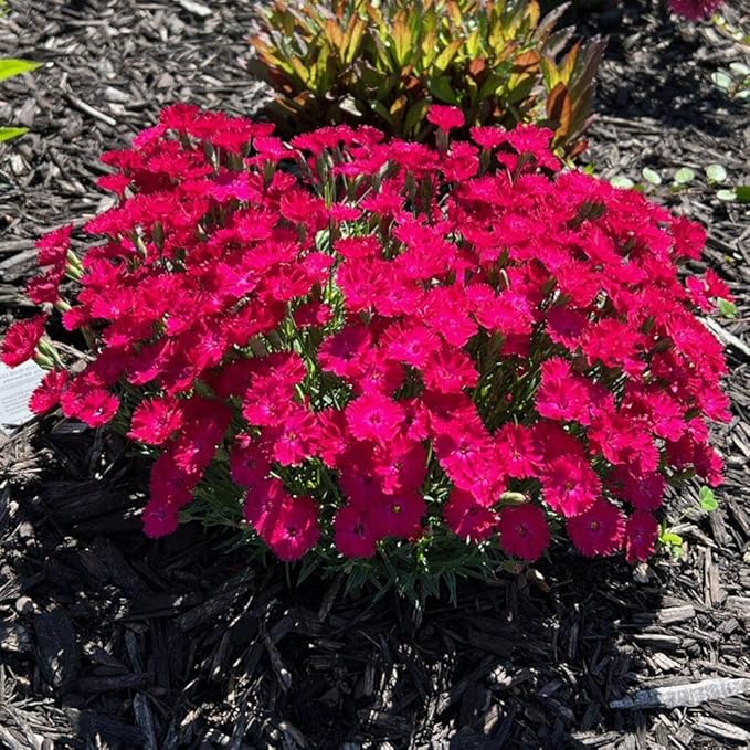RedCrocus Dianthus 'Paint The Town Red'- Sweet William, Fragrant Border Flower, Pollinator Attractor, Easy Care, Container Plant, Pet Safe, Summer Blooms 1 Quart (Pack of 2)