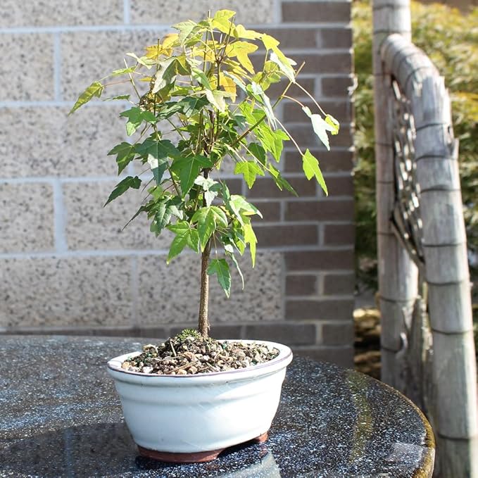 Brussel's Bonsai - Live Trident Maple Bonsai Tree, Outdoor Bonsai Tree Live Plant, Deciduous Bonsai for Patio Garden Landscape Décor