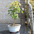 Brussel's Bonsai - Live Trident Maple Bonsai Tree, Outdoor Bonsai Tree Live Plant, Deciduous Bonsai for Patio Garden Landscape Décor