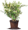Bridal Wreath Spirea - Size: 1 Gallon, Live Plant, Includes Special Blend Fertilizer & Planting Guide
