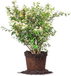 Bridal Wreath Spirea - Size: 1 Gallon, Live Plant, Includes Special Blend Fertilizer & Planting Guide