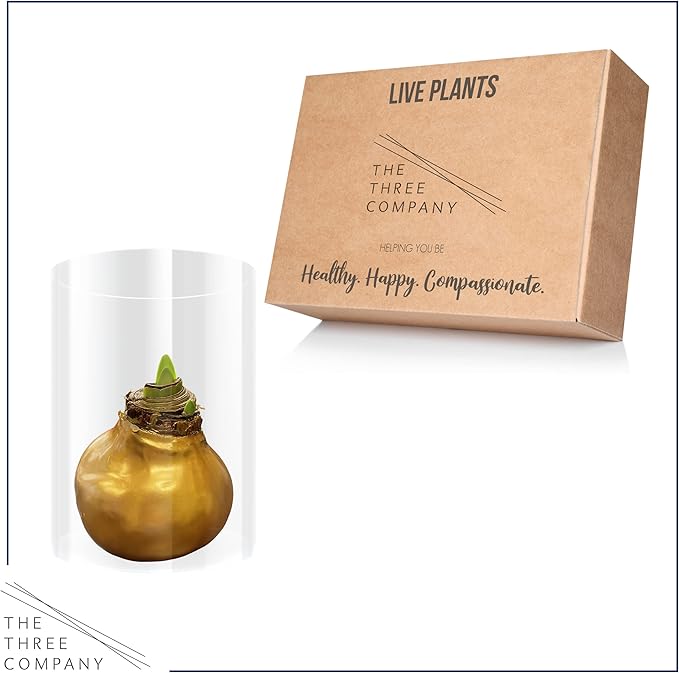 Waxed Amaryllis Bulb – Gold Wax with Red Blooms – Live Holiday Gift Plant, Easy Care, No Watering Needed