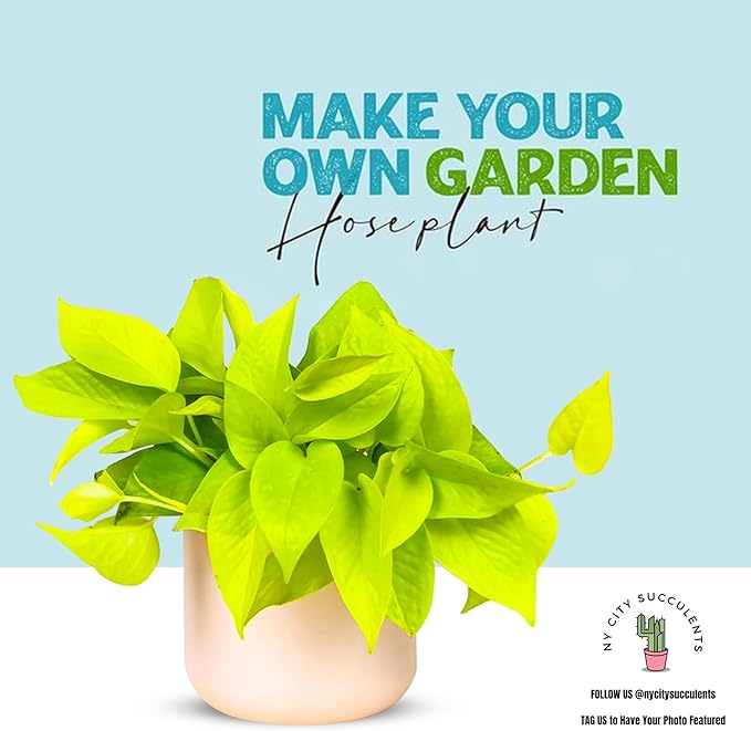 Pothos Neon Live Plant (Devil’s Ivy) – 4″ Bright Chartreuse Variety of Golden Pothos - Low Maintenance Indoor Houseplant - Air Purifying Epipremnum Aureum - Easy Care for Home & Office