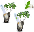 Natural Herbal Live Zero Calorie Sugar Replacement. Stevia Plants. Sweet Leaf, Sugar Leaf, Natural Sugar Substitute Herb, Easy to Grow (2 stevia sacs)