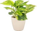 Thorsen's Greenhouse Golden Pothos, Live Indoor Vining Plant, Easy to Grow, Variegated Houseplant, Natural Air Purifier (Natural, 4-inch Pot)