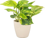 Thorsen's Greenhouse Golden Pothos, Live Indoor Vining Plant, Easy to Grow, Variegated Houseplant, Natural Air Purifier (Natural, 4-inch Pot)