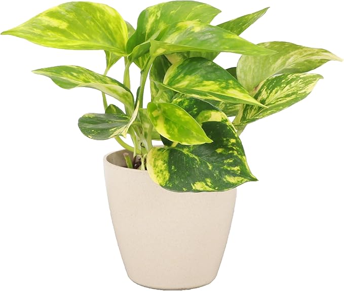 Thorsen's Greenhouse Golden Pothos, Live Indoor Vining Plant, Easy to Grow, Variegated Houseplant, Natural Air Purifier (Natural, 4-inch Pot)