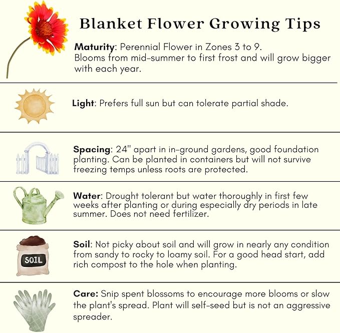 Clovers Garden Blanket Flower (Gaillardia) Arizona Sun Plants – Two (2) Live Plants – Non-GMO - Not Seeds - Each 4" to 8" Tall – in 4" Inch Pots – Hardy Flowering Perennial, Pollinator Favorite