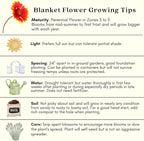 Clovers Garden Blanket Flower (Gaillardia) Arizona Sun Plants – Two (2) Live Plants – Non-GMO - Not Seeds - Each 4" to 8" Tall – in 4" Inch Pots – Hardy Flowering Perennial, Pollinator Favorite