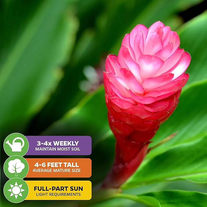 Hot Pink Ginger Live Herb Plant - Alpinia purpurata - by Wellspring Gardens - Vibrant Tropical Flora, Ideal for Garden Enthusiasts and Home Decor