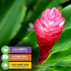 Hot Pink Ginger Live Herb Plant - Alpinia purpurata - by Wellspring Gardens - Vibrant Tropical Flora, Ideal for Garden Enthusiasts and Home Decor