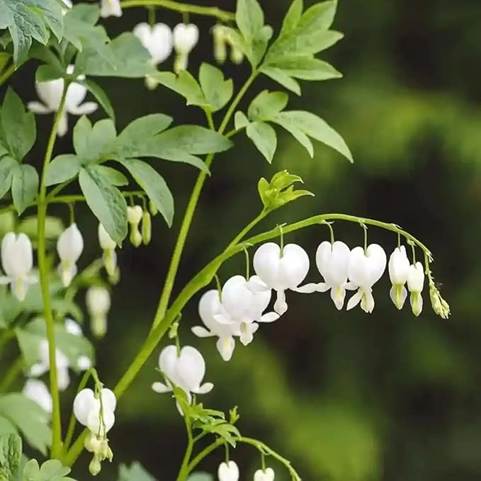 100pcs Dicentra Spectabilis Seeds for Planting, Non-GMO Heirloom Bleeding Heart Flower Seeds, Rare Blooms Flowers Attracts Pollinators for Garden Home Outdoors