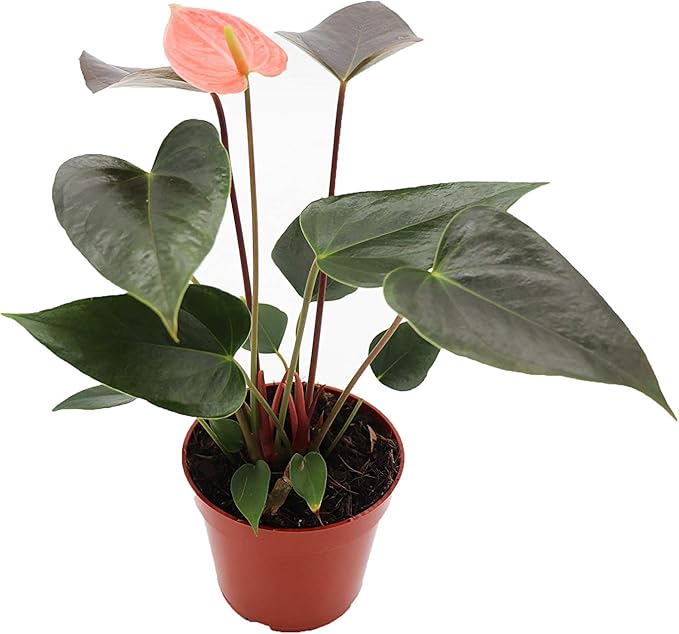 Rainbow Anthurium - 4" from California Tropicals