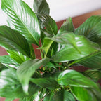 PERFECT PLANTS Peace Lily | Spathiphyllum | 15in. Tall | Easy Care Houseplant | Perfect for Moderate to Bright Light Conditions, 6 in. Grower's Pot, | Air Purifying