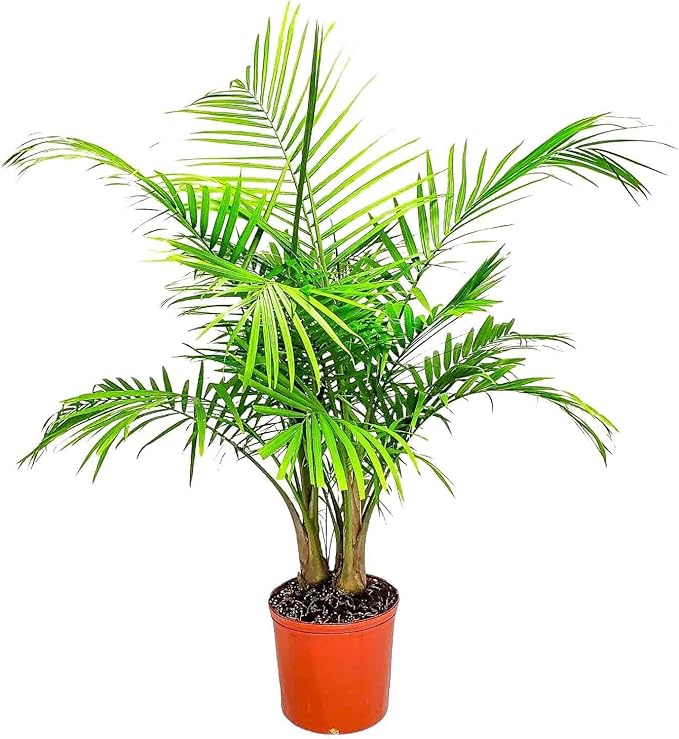 Majesty Palm - Live Palm Tree Plant - Tropical Plants of Florida - Overall Height 34" to 38" (Plant in Growers Pot)