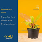 Costa Farms Philodendron Live Plant in Decorative Pot, Air Purifying Indoor Houseplant, Assorted Variety, Home, Room, or Office Decor, House Warming or Birthday Gift, 12-18 Inches Tall