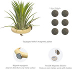 6 Pcs Air Plant Holder Magnet - Small Air Plant Display Stand Airplant Wall Mount Holder Wooden for Live Tropical Plants Home Office Decoration Supplies (Plants Not Included)