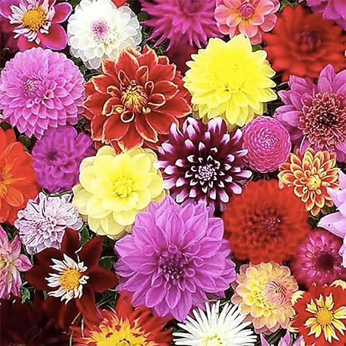 Lady Liberty Dahlia - 5 Gallon Size Bare Root Tuber - Giant Dahlia Bulbs for Spring Planting 2025 - Stunning Red and White Blooms for Outdoor Gardens