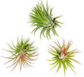 ragnaroc Air Plants - Tillandsia Ionantha Rubra, Regular 2-3" - 3ct - Live Arrival Gauranteed - House Plants for Home Decor & Gift
