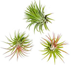 ragnaroc Air Plants - Tillandsia Ionantha Rubra, Regular 2-3" - 3ct - Live Arrival Gauranteed - House Plants for Home Decor & Gift