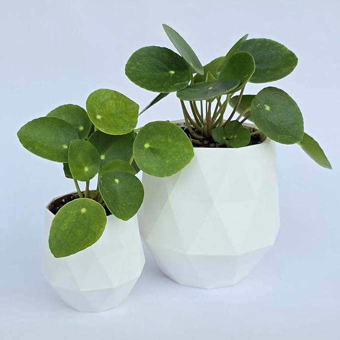Chinese Money Plant Live (Pilea Peperomioides) in White Geometric Self-Watering Planter, Modern Indoor Houseplant, Minimalist Home & Office Desk Decor, Easy Care Gift, Air Purifying Plant