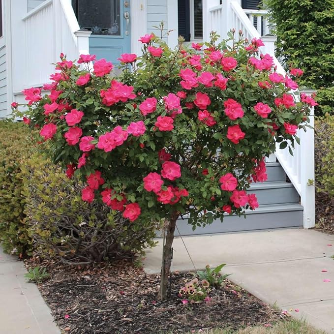 Brighter Blooms - Knock Out® Rose Tree, 3-4 ft. - No Shipping to AK, AZ, HI
