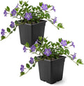 Live Vinca Minor Periwinkle 2-Pack – Bowles Blue – Evergreen Shade Groundcover Perennial, 6” Tall, 1 Qt Pot