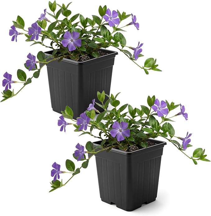 Live Vinca Minor Periwinkle 2-Pack – Bowles Blue – Evergreen Shade Groundcover Perennial, 6” Tall, 1 Qt Pot