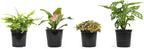 Essential Houseplant Collection (4PK) in 4.25" Grower Pots, Easy Air Purifying Plant Pack with Pothos, Syngonium, Philodendron, & More Popular Live Houseplants for Beginners by Plants for Pets