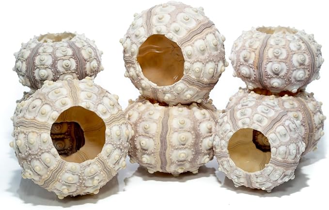 Nautical Crush Trading Sea Urchins Shells for Air Plants - 8 Purple Sputnik (1.5-3") Sea Urchin Shells - Hanging Air Plant Holder - Air Plants Live Holders - Air Plant Pot - No Plants Included