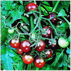 Black Cherry Tomato Seeds - Delicious in Salads