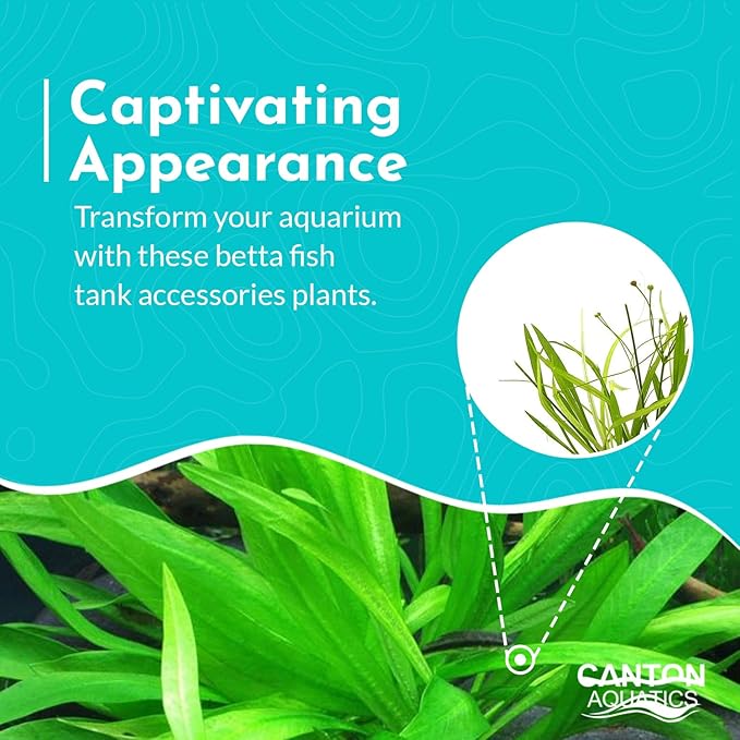 Chain Sword Narrow Leaf Plants Potted - Premium Live Aquatic Plants for Freshwater Aquariums - Easy to Care - Perfect for Fish Tanks and Aquascaping - Enhances Water Quality - 3 Plants
