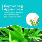 Chain Sword Narrow Leaf Plants Potted - Premium Live Aquatic Plants for Freshwater Aquariums - Easy to Care - Perfect for Fish Tanks and Aquascaping - Enhances Water Quality - 3 Plants