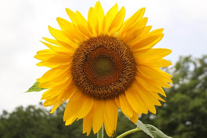 Mammoth Sunflower Seeds for Planting - Grow Giant Sun Flowers in Your Garden - Non GMO Heirloom Seeds - Full Planting Instructions for Easy Grow - Great Gardening Gifts (1 Packet)