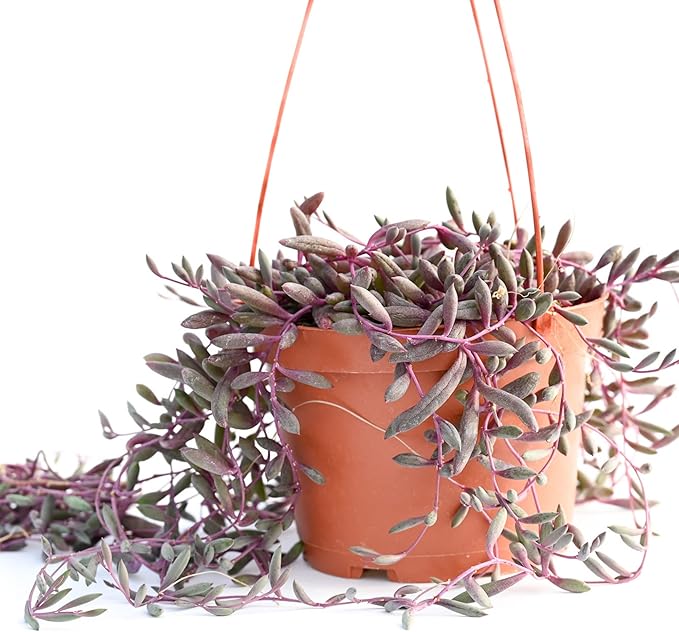 Live Hanging Succulent Plants – Vining Succulent Collection- Fully Rooted Large 6-Inch Hanging Succulent (String of Pearls) (Ruby's Necklace)