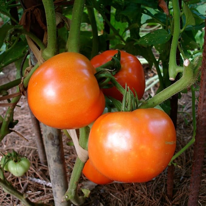 Bonnie Plants Bush Goliath Tomato, Live Plant, 19.3 oz., 4-Pack