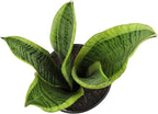 Altman Plants Sansevieria Laurentii Snake Plants (Approx. 10" Tall) in White Planter, Variegated Snake Plant Decor, Easy Plant Gift & Desk Plant, Live Snake Plant Live Indoor with Pot, Air Purifying