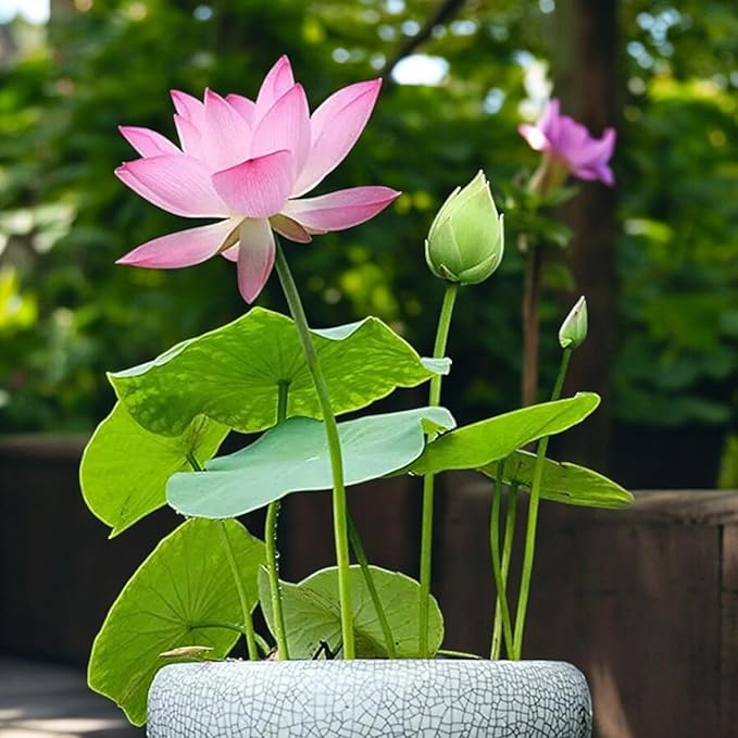 15pcs Bowl Lotus Seeds for Planting - Bonsai Lotus Seeds, Water Lily Flower, Aquatic Plants, Ideal for Ponds, Non-GMO Home Garden Plant Seeds, Flowering Aquatic Bonsai