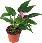 Purple Anthurium - 4" from California Tropicals
