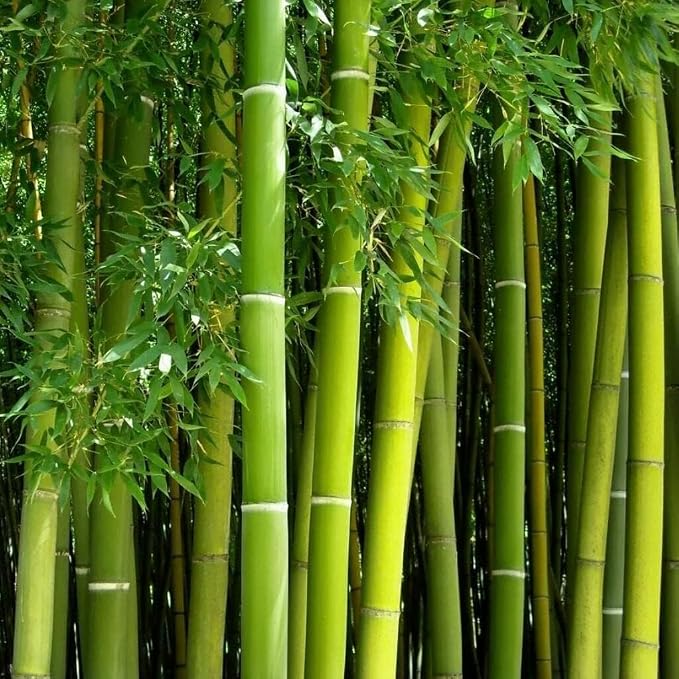 450+ Bamboo Seeds for Planting-Exotic and Fast Growing-Landscaping, Privacy, Indoor or Outdoor