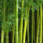 450+ Bamboo Seeds for Planting-Exotic and Fast Growing-Landscaping, Privacy, Indoor or Outdoor