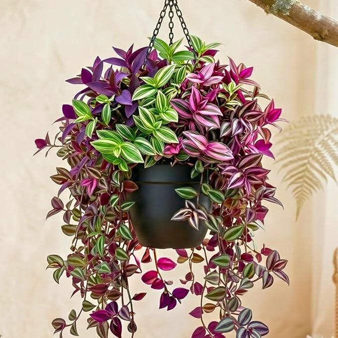 02 Wandering Jew Plants Live Houseplants, Starter Plants in 2in Pot, Tradescantia Live Plant, Very Fast-Growing, Mix Pink and Purple