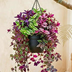 02 Wandering Jew Plants Live Houseplants, Starter Plants in 2in Pot, Tradescantia Live Plant, Very Fast-Growing, Mix Pink and Purple