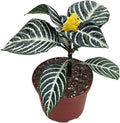 Snow White Zebra Plant, Live Aphelandra Exotic House Plant in 6 Inch Pot, Striped Dark Green and White Leaves with Yellow Flower