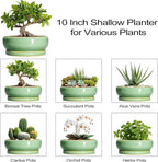 10 Inch Bonsai Tree Pots - Ceramic Succulent Pots with Drainage Hole and Tray, Shallow Planter for Indoor Outdoor Plants, Round Planters, House Decor, Gifts for Plant Lovers, Light Green