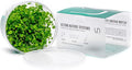 Ultum Nature Systems Live Plants - Japan Pennywort (Hydrocotyle tripartita) - Medium to High Light, Bright Green Color, Foreground to Midground, Creeping Carpeting Growth - Tissue Culture
