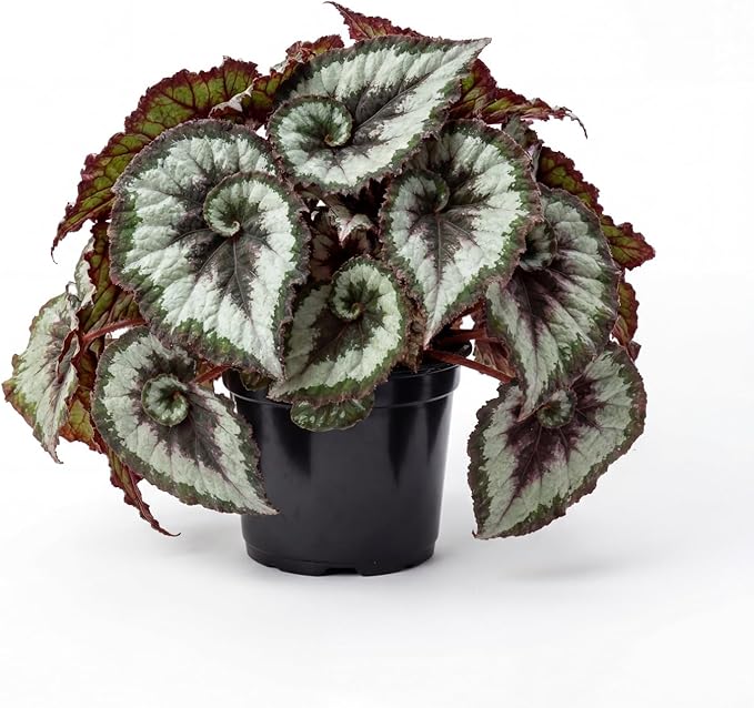 Trailing Begonia Plant Live, Rare Begonias Live Plant, 4-8 Inc Starter Indoor Outdoor Houseplant (Green Cream Begonia)