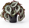 Trailing Begonia Plant Live, Rare Begonias Live Plant, 4-8 Inc Starter Indoor Outdoor Houseplant (Green Cream Begonia)