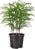 Thorsen's Greenhouse Live Norfolk Island Pine Plant, Christmas Greenery Gift or Decor, Air Purifying Premium Indoor Houseplant, Mature 4" Diameter Pot (Nursery Pot, 6-inch Pot)